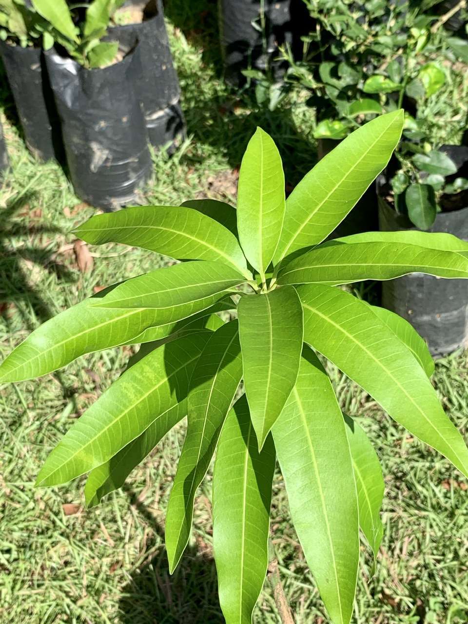 Grafted Mango Pineapple Live fruit Tree 2’-3’ » Tropical Plantae