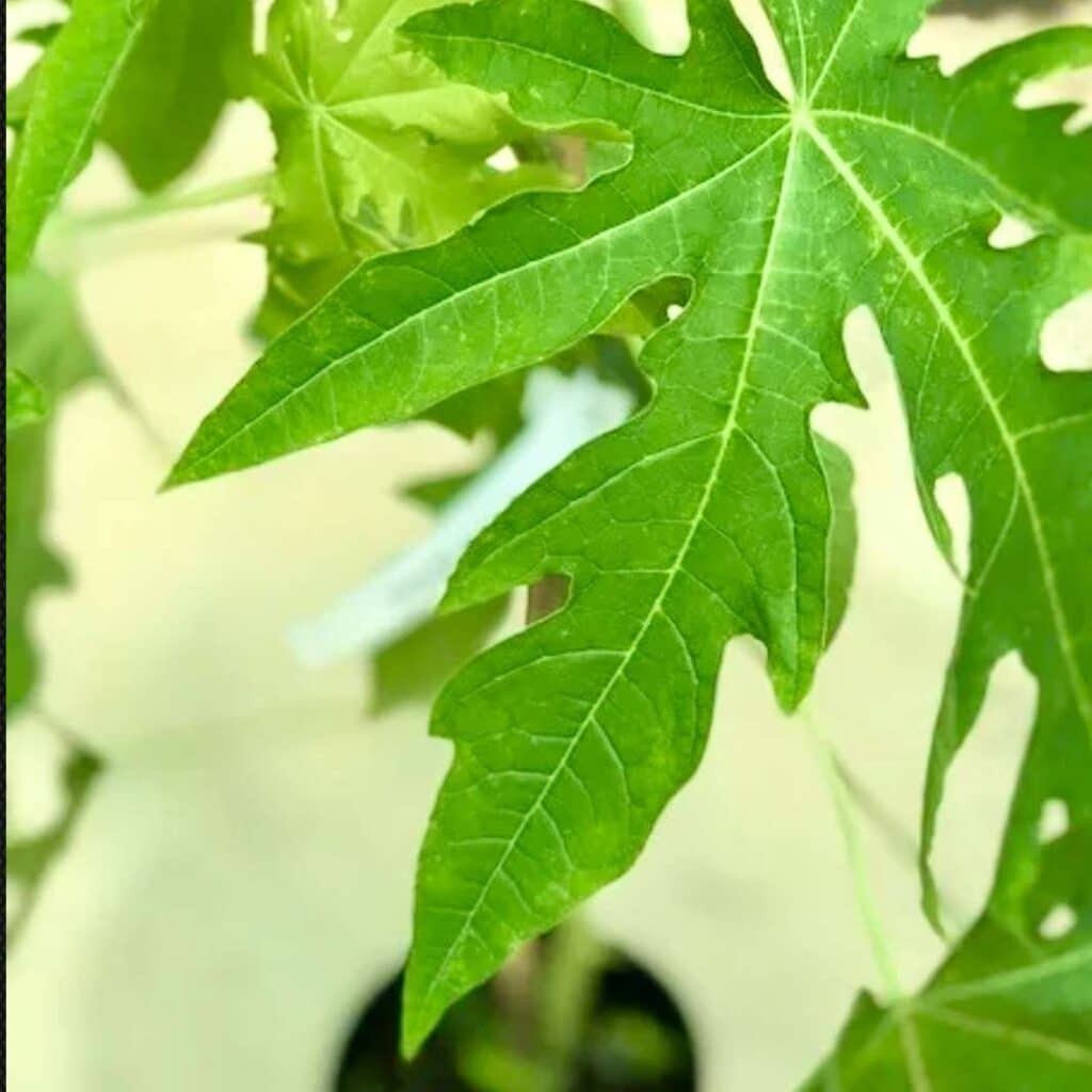 Papaya live fruit tree 1’2’ » Tropical Plantae