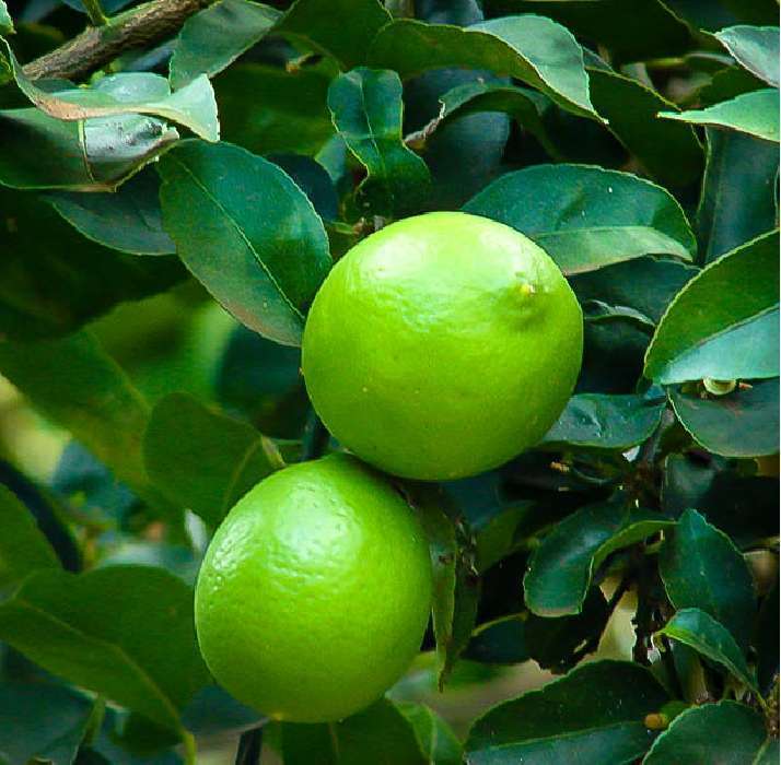 Key Limes have been known for their highly unique flavor and taste that are different from limes from other groups. This is because of the higher acidity and aromatic property of the key lime fruit. Originally found in Florida, this fruit was traditionally used for making Key Lime Pies. You can grow lemon key limes using the cutting technique that many people use to cultivate different types of plants that produce amazing and fast results.