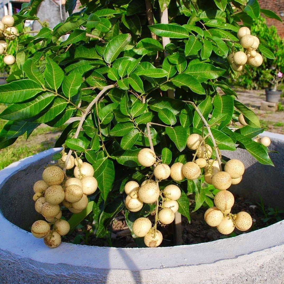 3”-5” Longan Dimocarpus Dragon Eye Seedling Organic Plant Tropical Fruit Tree