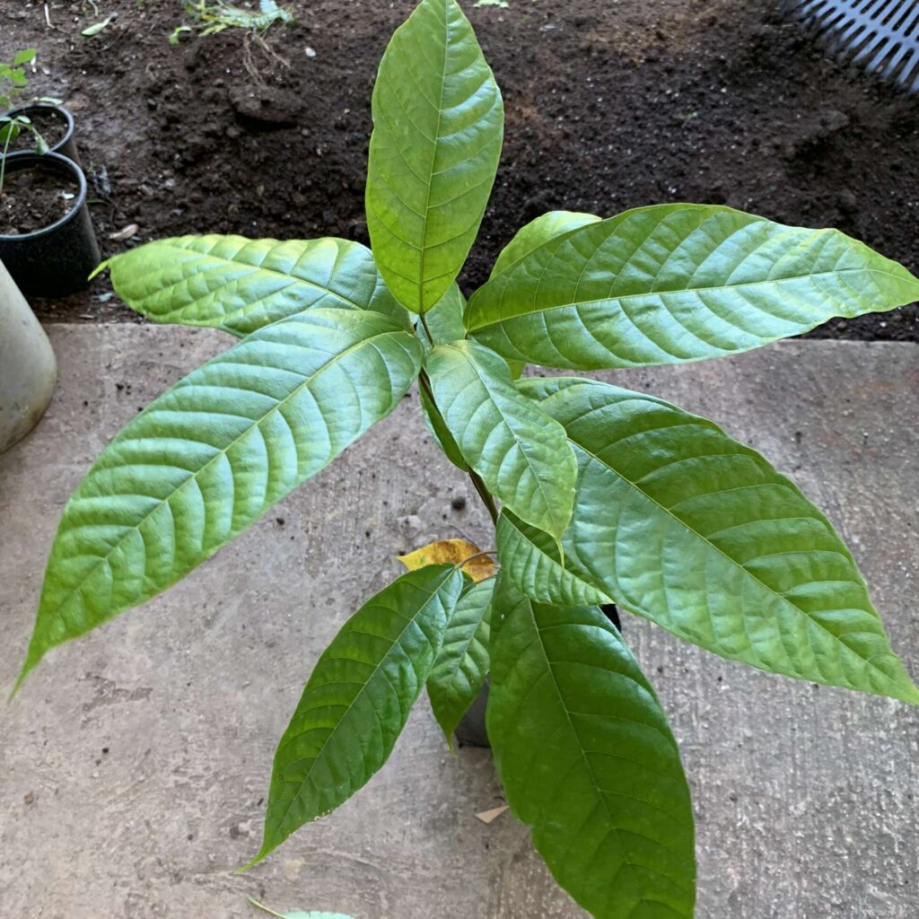 Cacao (forastero) Theobroma cacao Tropical Fruit Tree 1’-2’ » Tropical ...