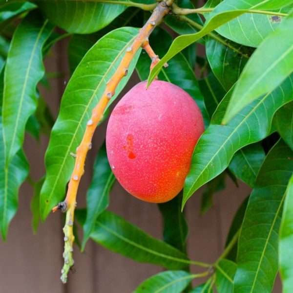 fresh fruit tree wallpaper