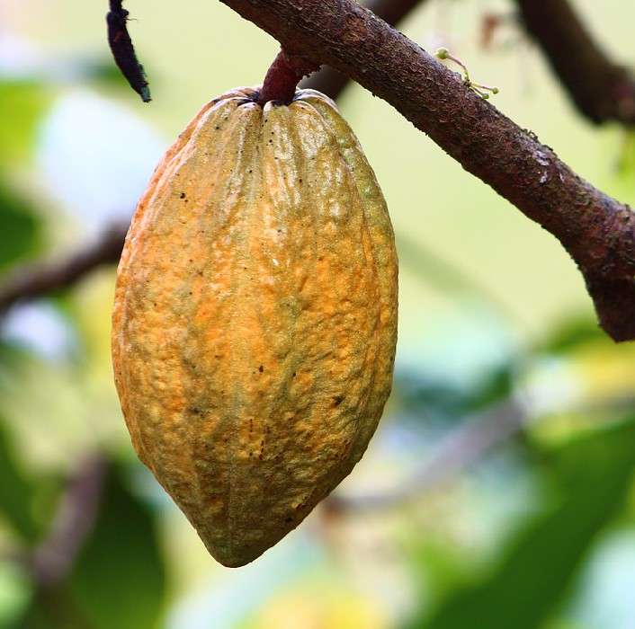 cacao tropical fruit tree