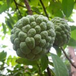 tropical custard-apple tree, A rare yet extremely delicious fruit, custard apple, is a complete dessert on its own. If you want to get a healthy yet effortless dessert after your main course, get a custard apple for yourself. Its mild, creamy and rich texture strikingly resembles a commercial custard.