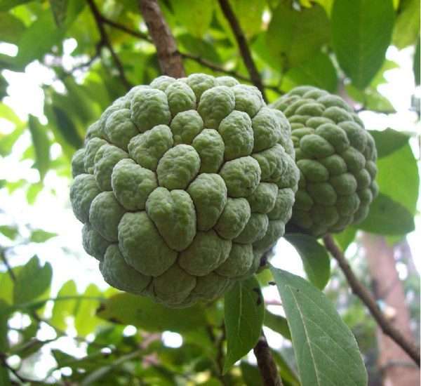 tropical custard-apple tree, A rare yet extremely delicious fruit, custard apple, is a complete dessert on its own. If you want to get a healthy yet effortless dessert after your main course, get a custard apple for yourself. Its mild, creamy and rich texture strikingly resembles a commercial custard.