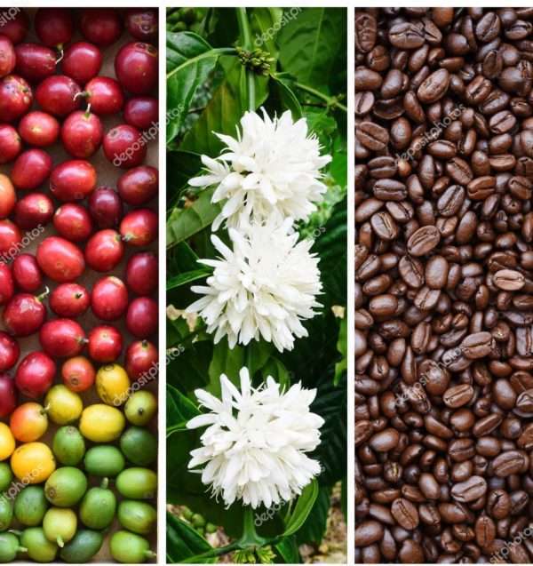 images of coffee plant