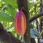medium_red_trinitario_cacao_fruit