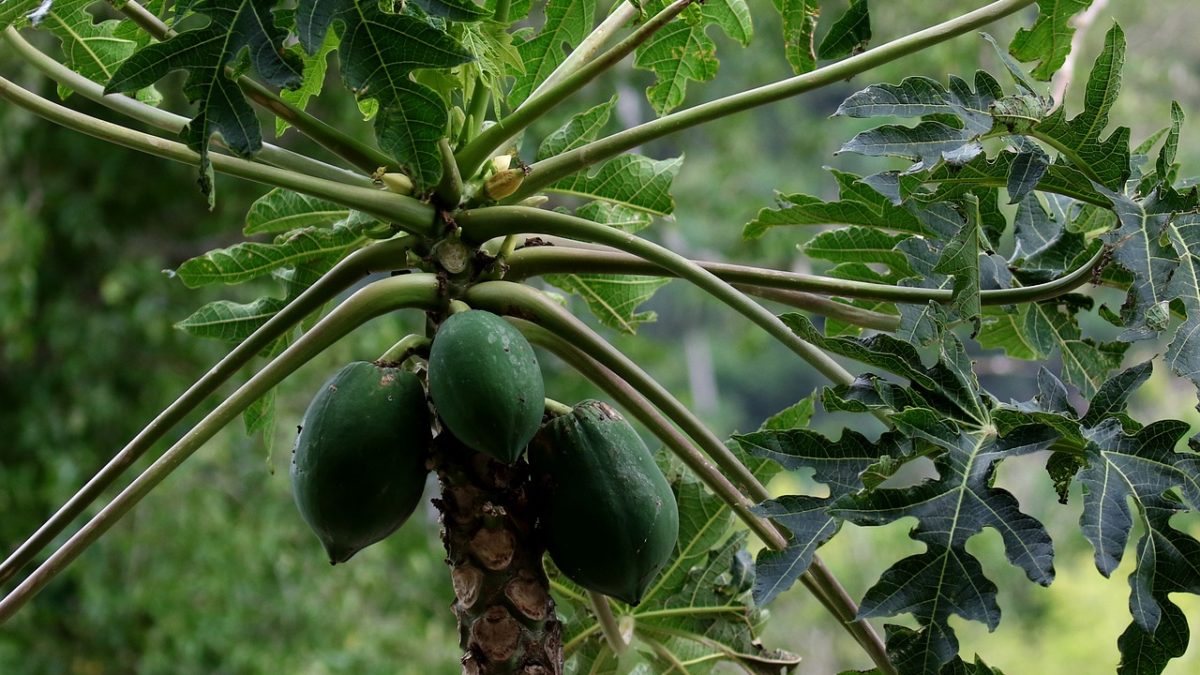 tropical fruit tree