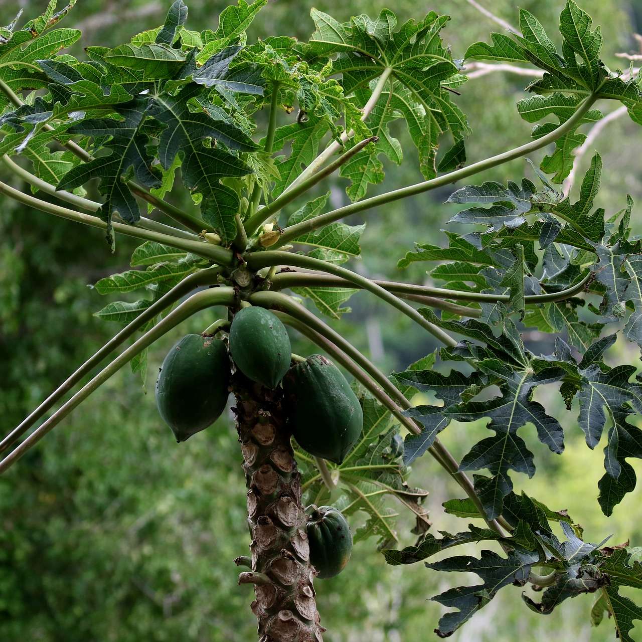 Papaya tree looks just like a palm tree with a softer bark. The papaya fruit is known for its anti-oxidative and anti-inflammatory properties that is ideal for anyone having chronic disease or acute infections. Also, the ladies love it, as it is jam packed with carotenoids which is a good anti-ageing agent for the skin.