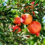 pomegranate-tropical fruit