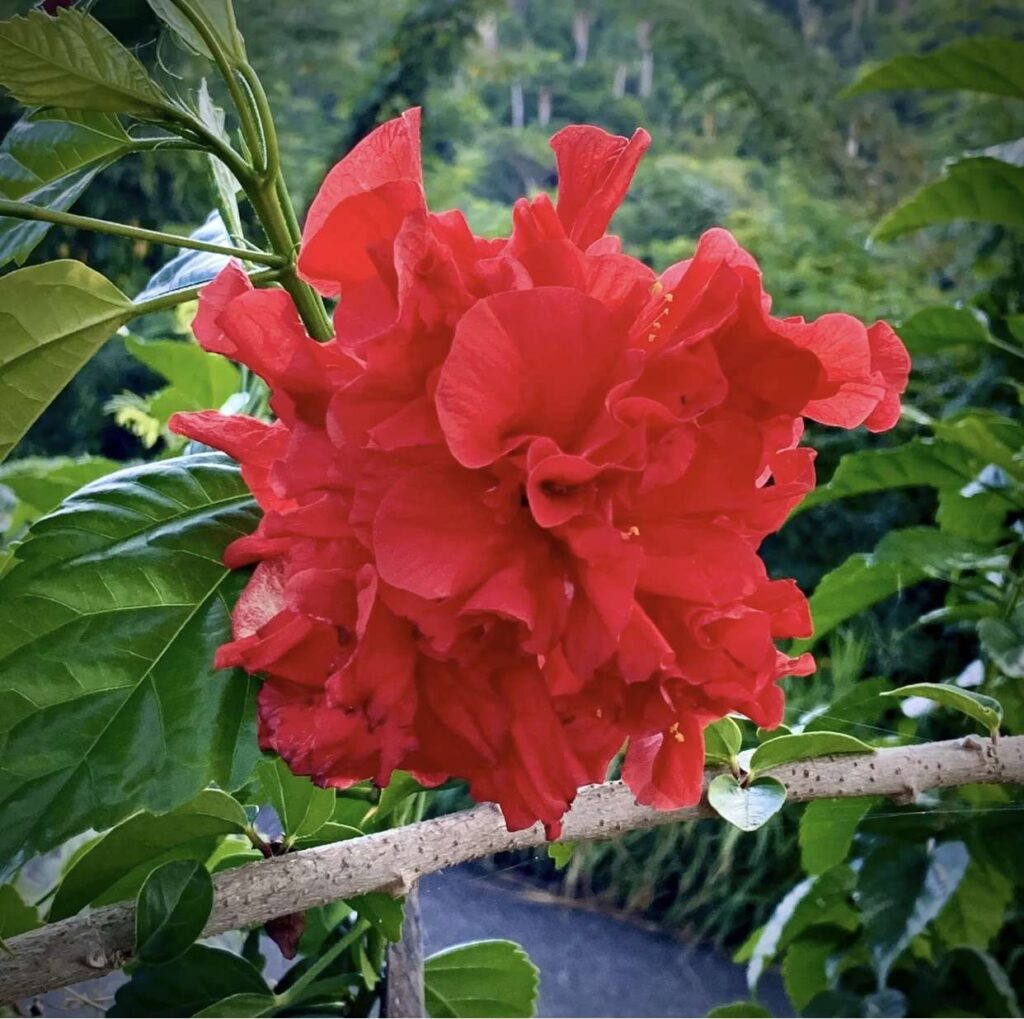 Hibiscus Japanese carnation » Tropical Plantae