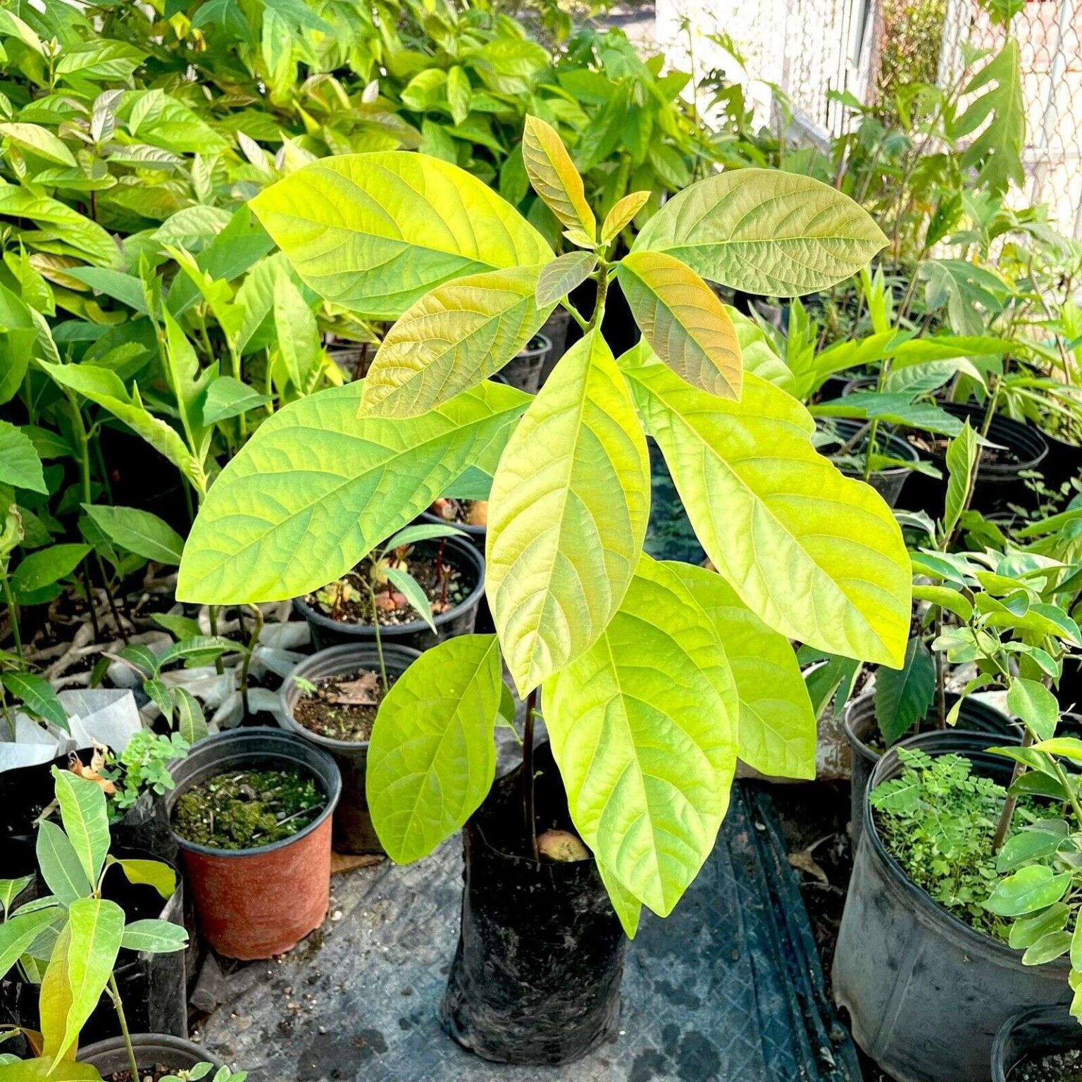 Avocado (Persea americana) tropical live fruit tree 12”-24” semil 34 ...