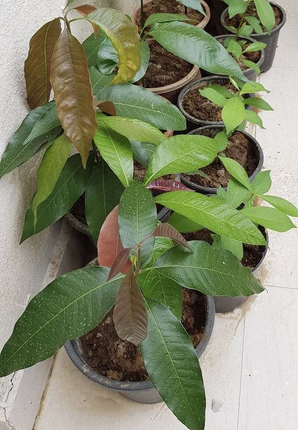 Mango Gandaria manglifera Tropical Fruit Tree 12”-24”