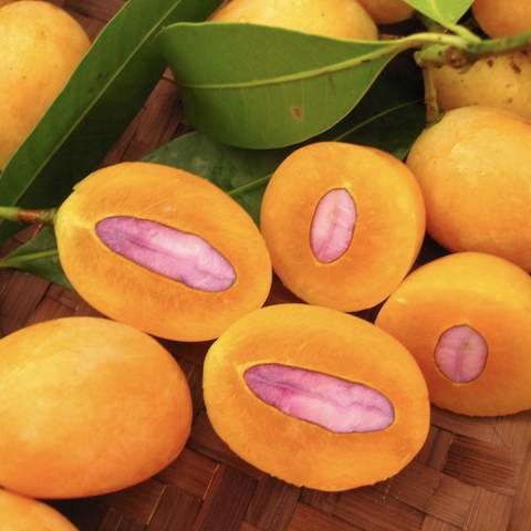 yellow mango trees