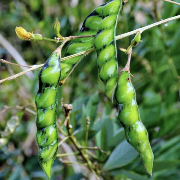 Pigeon Peas live plants - TROPICAL PLANTAE