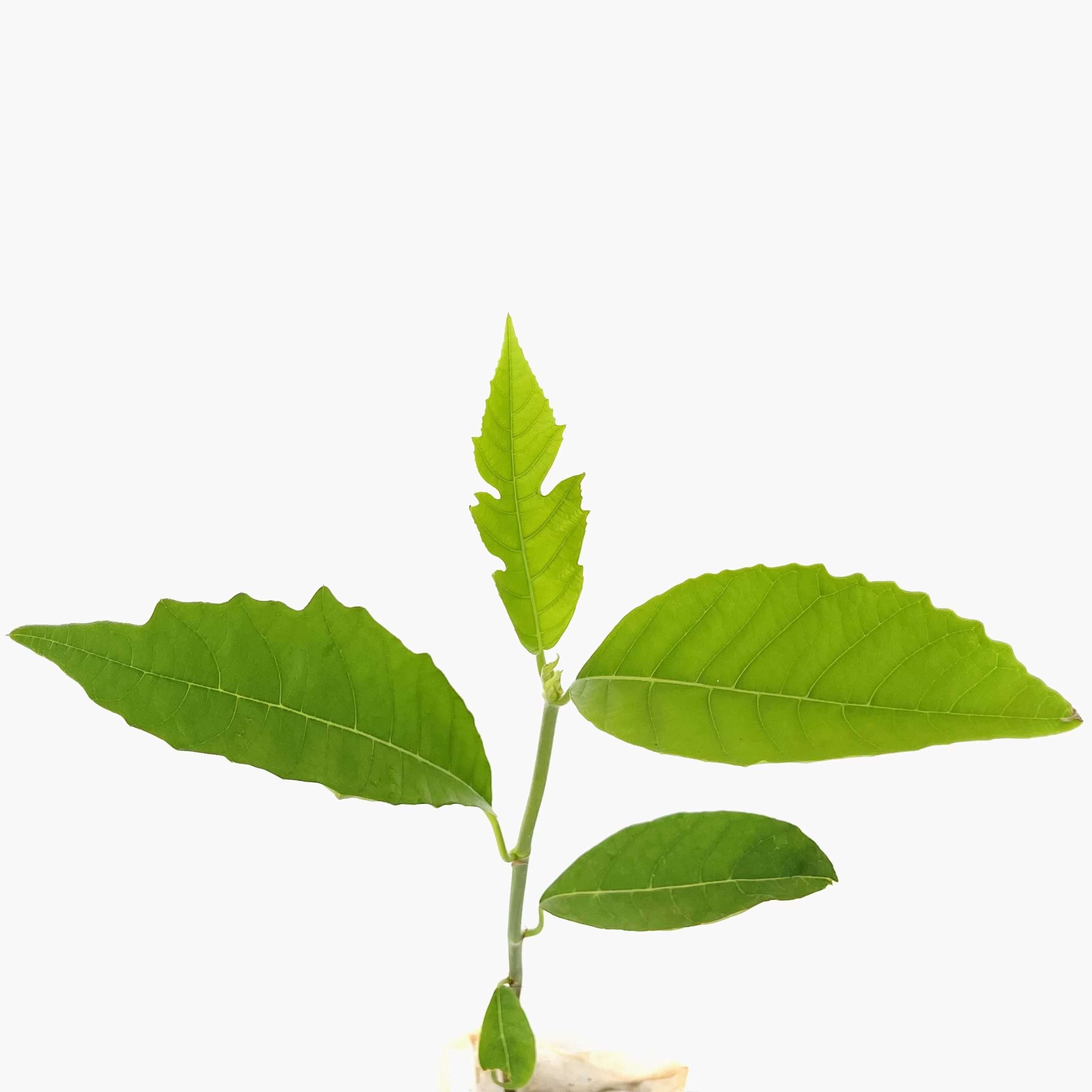 Breadfruit (Artocarpus camansi )tropical live fruit tree 12”-24