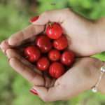 Acerola cherry tree / Malpighia Emarginata 