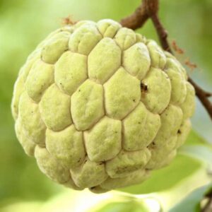 sugar apple