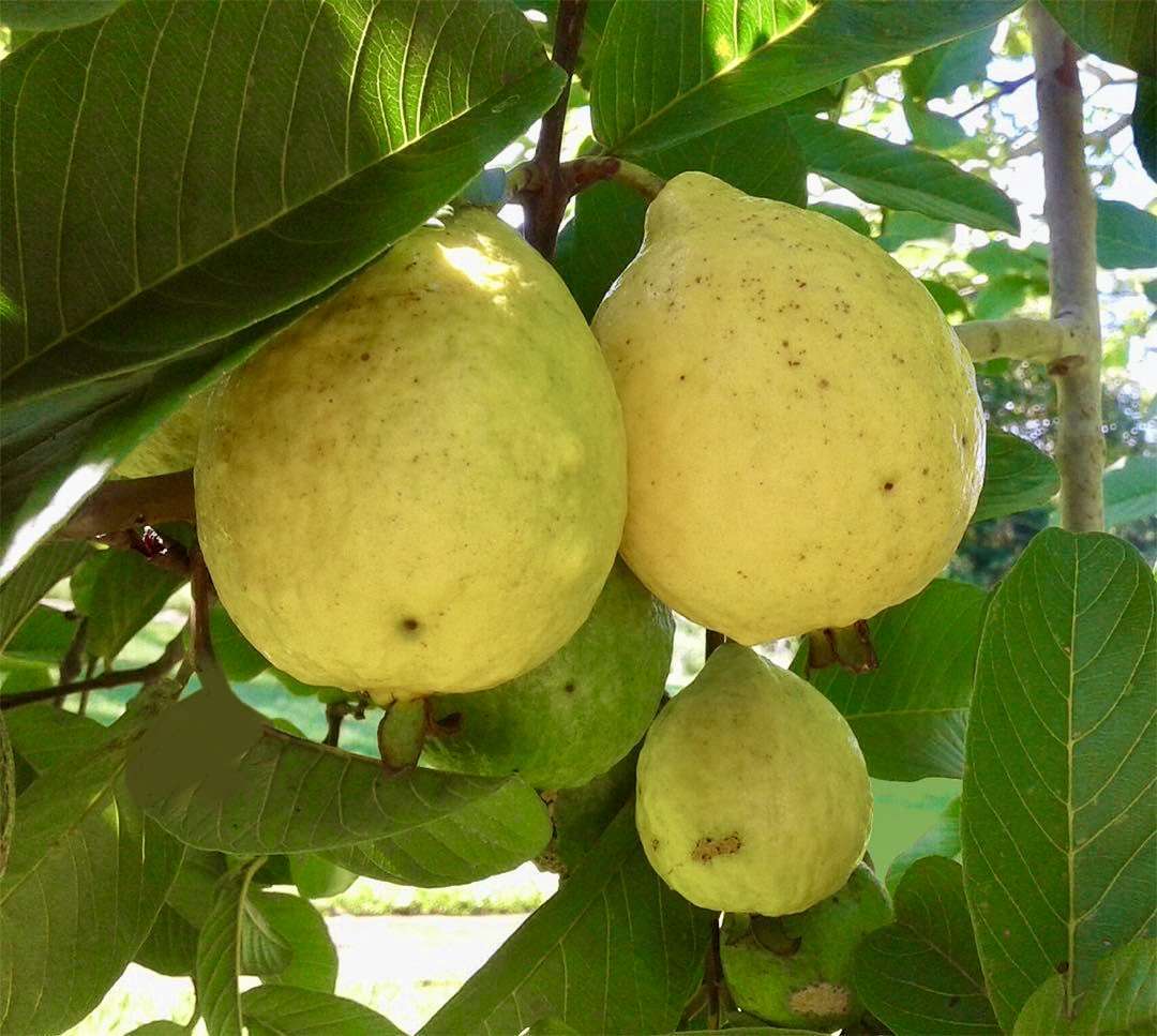 Guava pear tropical live fruit tree 4' tall - TROPICAL PLANTAE
