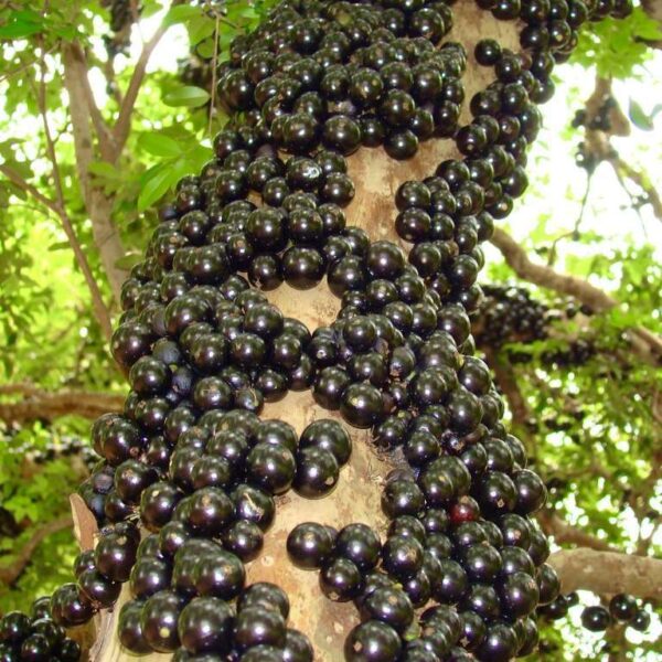 Jaboticaba (Plinia cauliflora) tropical fruit tree 12