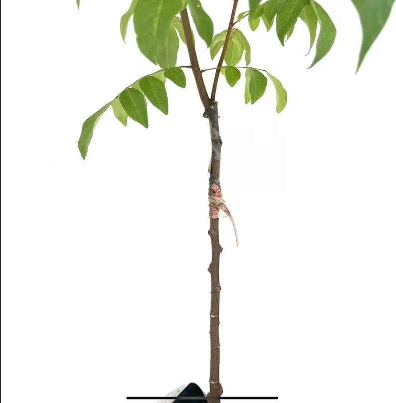 Carambola fruit tree