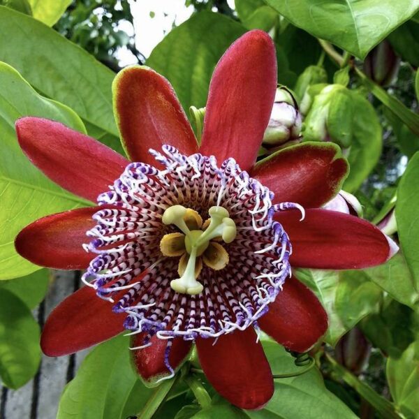 Red Passion Fruit Passiflora Edulis Fruit Live Plant 1 2 Tropical Plantae 3182