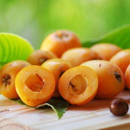 Details about   LOQUAT Tropical live fruit TREE 12”-24” 