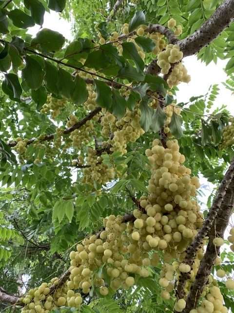 Otaheite gooseberry (Phyllanthus acidus) tropical live fruit tree 1’-2 ...