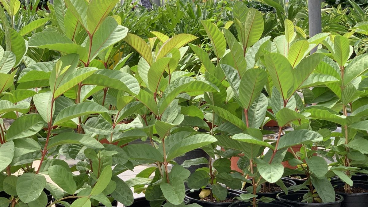 Rare RED Guava tropical fruit tree 12”-24” » Tropical Plantae