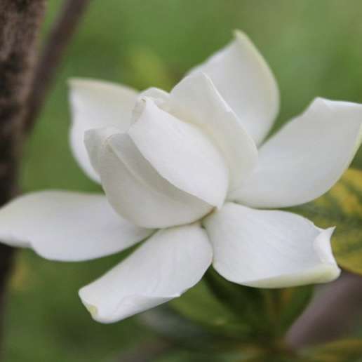 Gardenias (Gardenia jasminoides Ellis) 1'-2' feet tall » Tropical Plantae