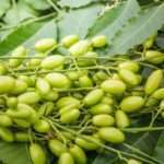 medicinal-neem-leaves-with-fruits-close-up (2)