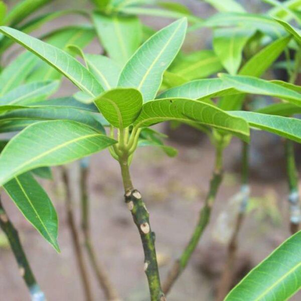 GRAFTED Mango Ñam Doc Mai Fruit Tree 2’-3’ » Tropical Plantae