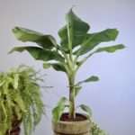 Plantain Musa × paradisiaca