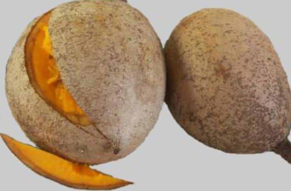 Mamey tropical fruit tree Rare fruit plant TROPICAL PLANTAE