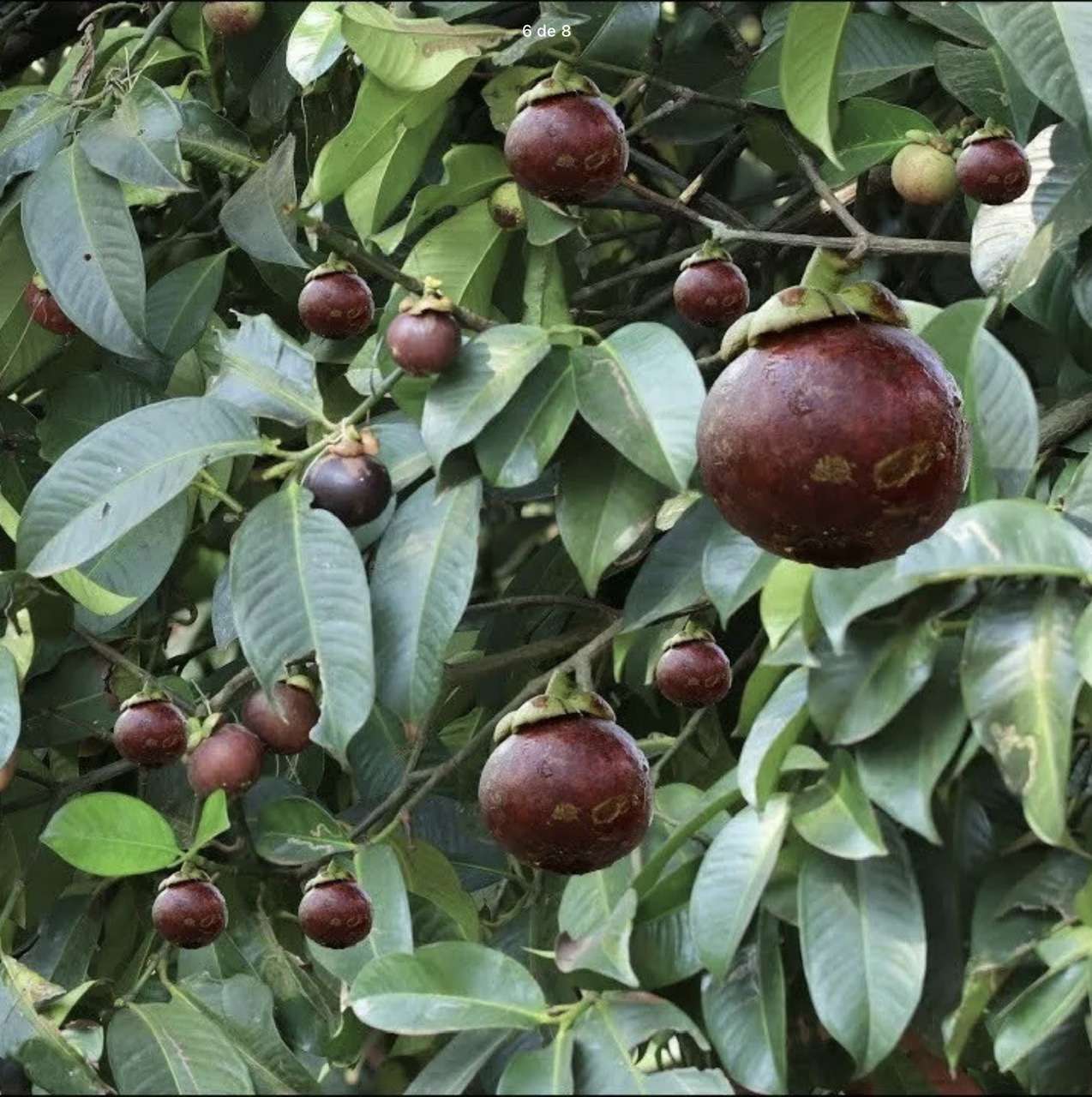 mangostana Exotic fruit tree 10”-18” Irresistible » Plantae