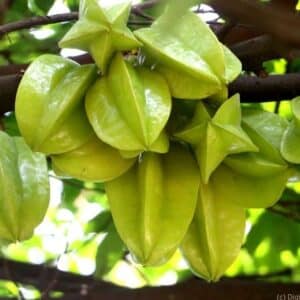 star fruit