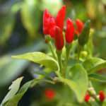 Chili pepper (Capsicum annuum var) tropical live plant 12″-24″