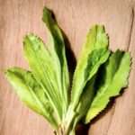 Long Coriander / Culantro (Eryngium foetidum)