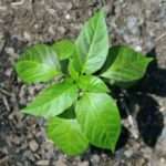 Chili pepper (Capsicum annuum var) tropical live plant 12″-24″