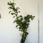 calabash tree