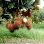 Rambutan fruit tree for sale