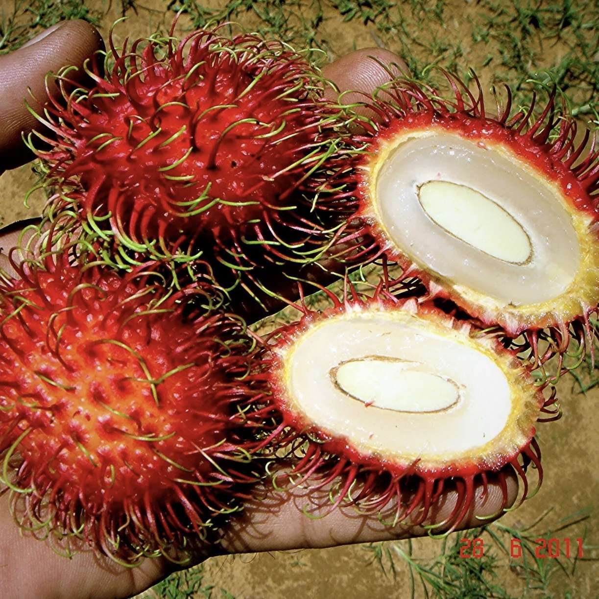 5Pcs Rambutan Tree Seeds Nephelium lappaceum Rare Exotic Fruit in Graden Home 