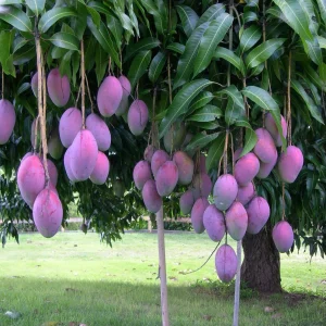 Mango palmer