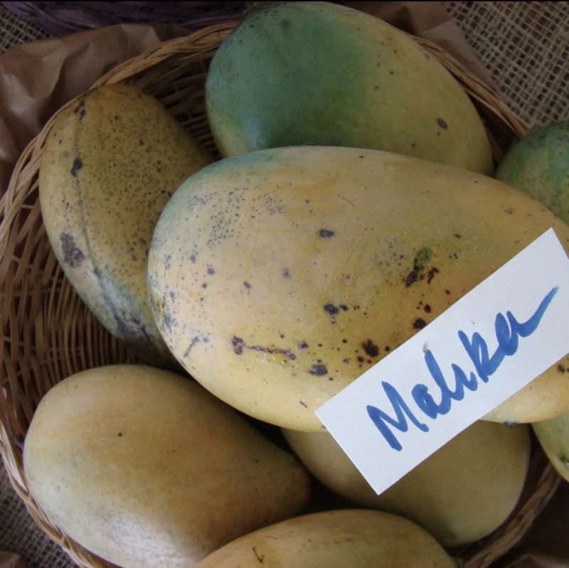 mango mallika
