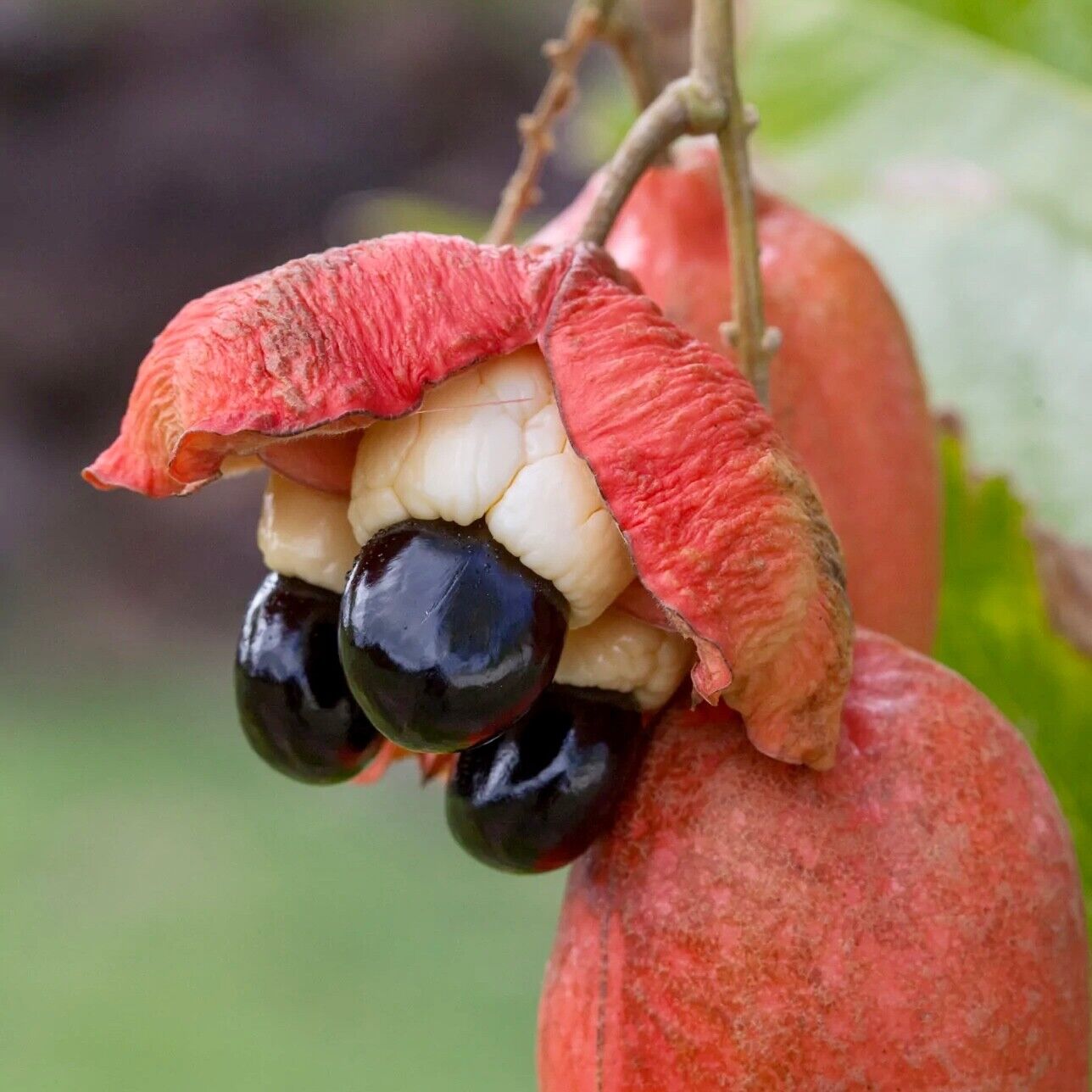 Ackee Tree, Blighia sapida, Tropical Fruit Tree, Ackee Fruit, Fruit Cultivation, Fresh Ackee, Edible Landscaping, Buy Ackee Tree, Ackee Varieties, Hardy Fruit Tree, Home Gardening, Landscape Trees, Ackee for Sale, Ackee Poisonous.