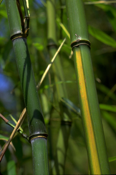 Yellow Groove Bamboo, Phyllostachys aureosulcata, Bamboo Plant, Bamboo Varieties, Bamboo Cultivation, Ornamental Bamboo, Buy Yellow Groove Bamboo, Hardy Bamboo, Landscape Plant, Yellow Groove Bamboo Uses, Garden Bamboo, Bamboo for Sale.