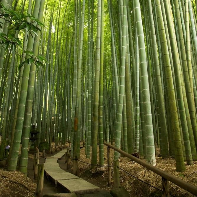 Moso Bamboo, Phyllostachys edulis, Bamboo Plant, Bamboo Varieties, Bamboo Cultivation, Fast-Growing Bamboo, Ornamental Bamboo, Buy Moso Bamboo, Bamboo Uses, Hardy Bamboo, Landscape Plant, Sustainable Bamboo, Bamboo for Sale.