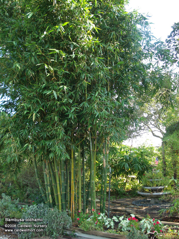 Giant Timber Bamboo