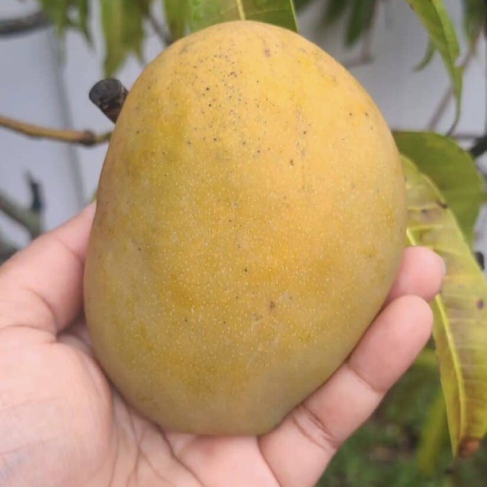 mango julie