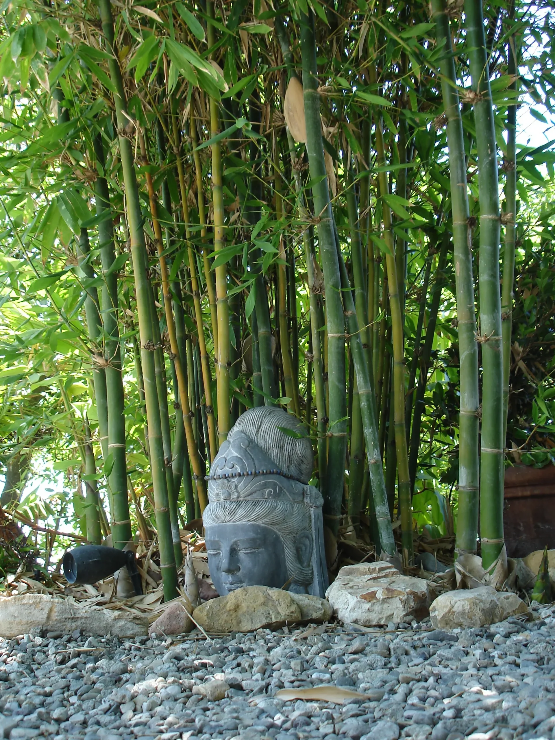 Giant Timber Bamboo